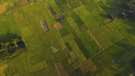 Üppig-Grüne-Sylhet-Reisfeldplantage-In-Bangladesch,-Luftaufnahme-Von-Oben-Nach-Unten-über-Patchwork-Ackerland