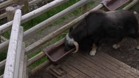 closeup of a large bull at the muskox centre, animal zoo in sweden