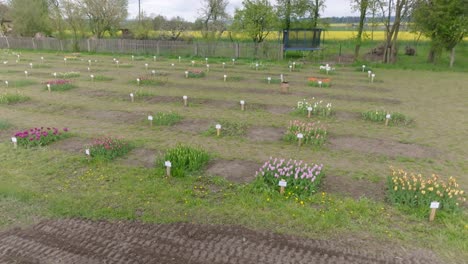 field of colorful flowers