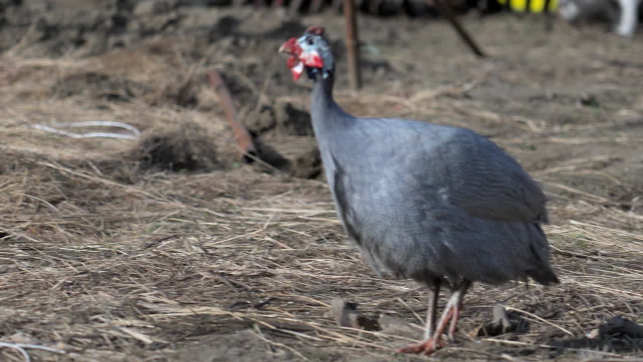 Helmeted guinea fowl walking on rural farmland