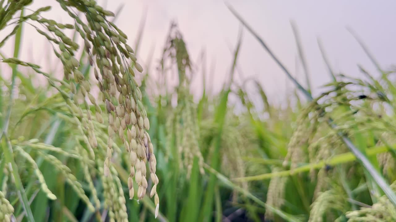 A close-up of a vibrant green rice paddy field, showcasing maturing rice stalks with developing grains ready for harvest