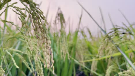 a close-up of a vibrant green rice paddy field, showcasing maturing rice stalks with developing grains ready for harvest