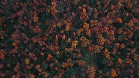 aerial footage of the beautiful forest with autumn colors in the catalan mountains-7