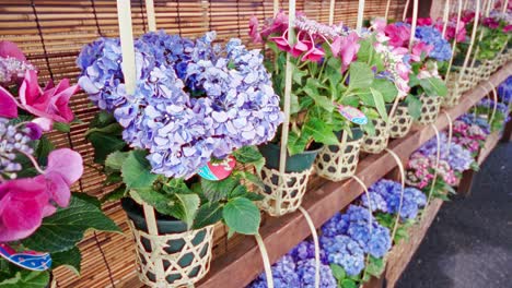 beautiful hydrangea in a basket