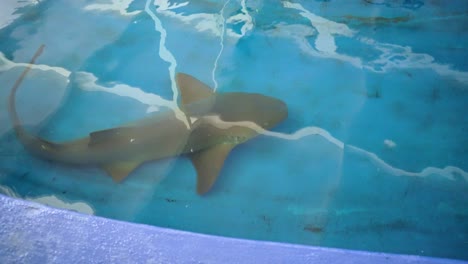 Shark-In-the-Aquarium