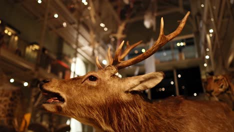 schomburgk's deer exhibit at national museum of scotland