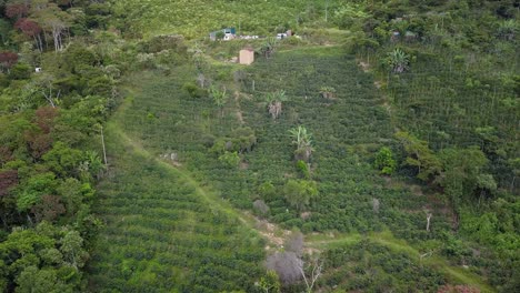 coffee plantation in the bolivian mountain jungle