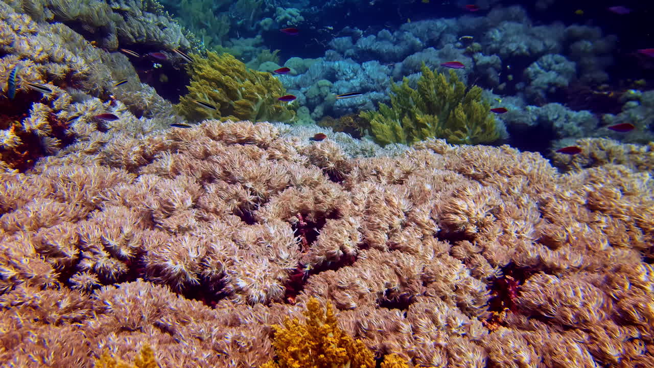 Koloni karang lunak padat di Bali bergoyang lembut mengikuti arus, dengan ikan karang kecil berenang di atas dasar laut tropis berlapis. Tekstur kaya, gerakan alami, dan suasana bawah air yang mendalam