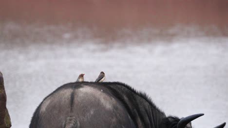 red billed oxpecker birds resting over cape buffalo back near river