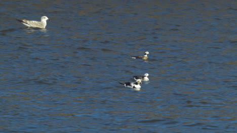 Group-of-long-tailed-ducks-swimming-in-cannal,-daytime,-medium-shot