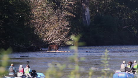 Sparren-Sehen-Grizzlybären-Beim-Lachsessen-Im-Fluss-Zu