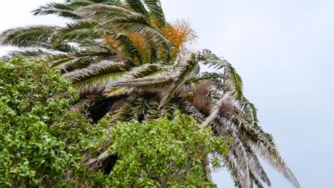 Ramas-De-Palmeras-Agitándose-Con-Fuertes-Vientos-Durante-Una-Tormenta