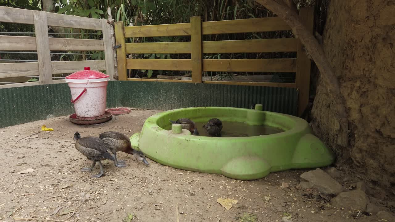 Group of ferruginous ducks, also known as white eyed pochard, playing and drinking water in a small green plastic pond inside an enclosure, near a feeder