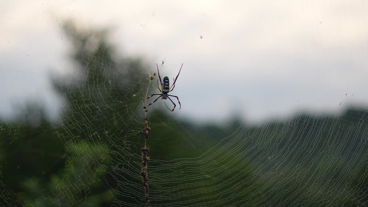 A big golden orb spider in his webb. camera tilt up to see the spider silhouette against the bright sky