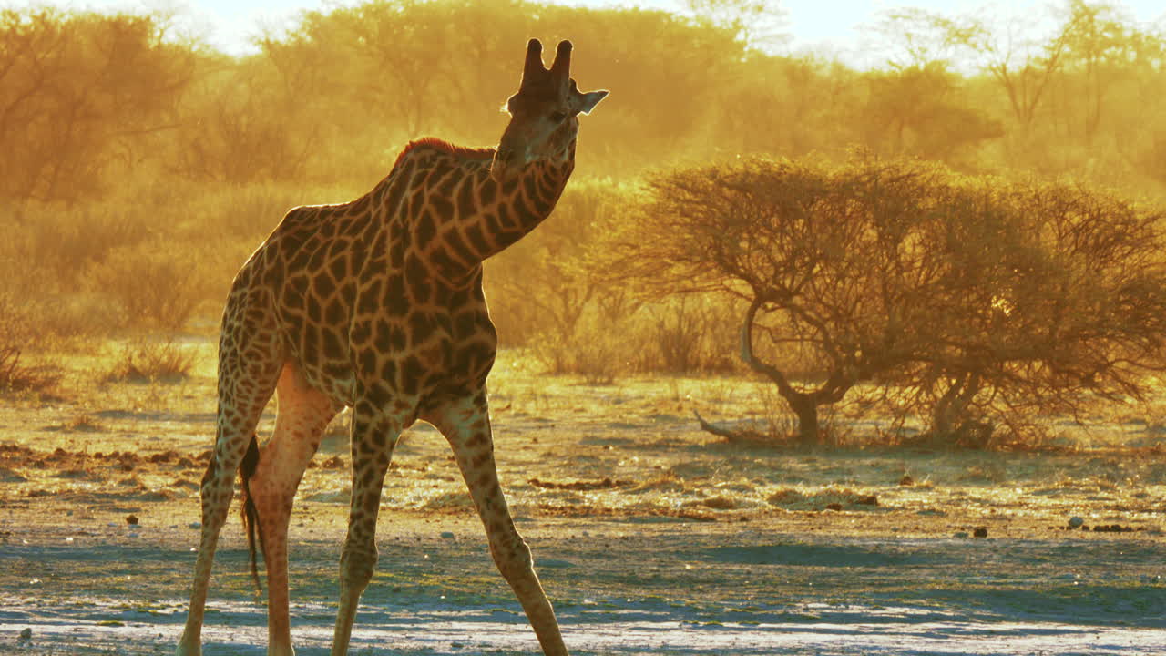 jirafa africana inclinándose para beber durante la hora dorada en el parque nacional de makgadikgadi pans en botswana