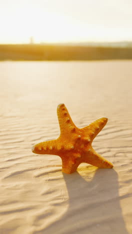 starfish on a sandy beach at sunset