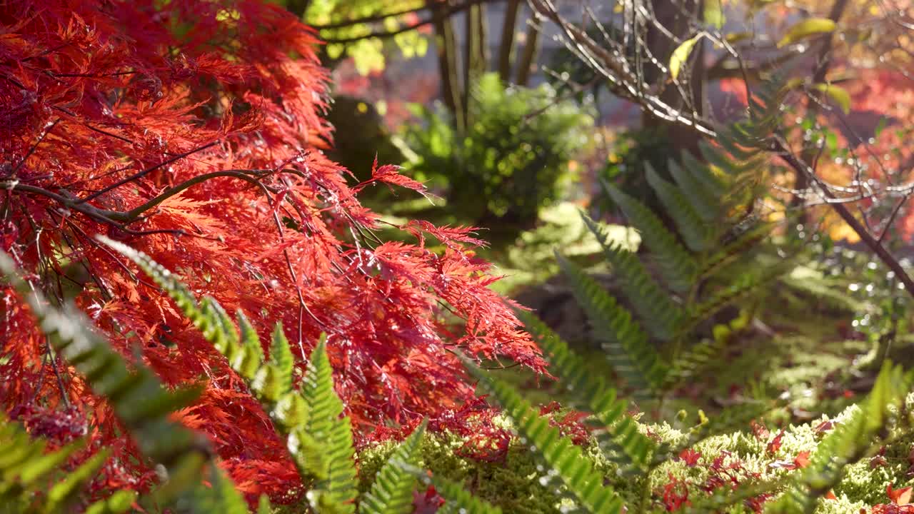 Slow motion sideway slider over vibrant fall nature