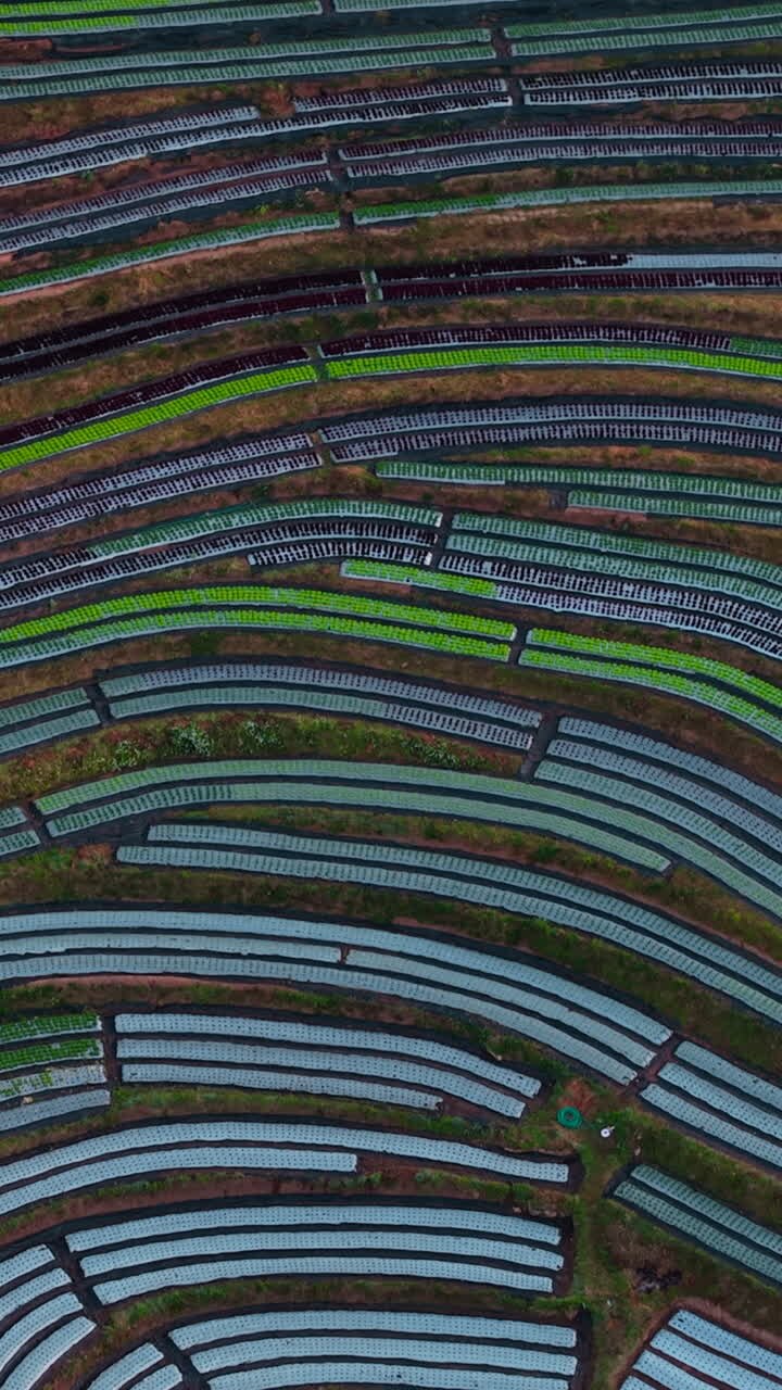 Vista aerea di terreni agricoli con colture e filari