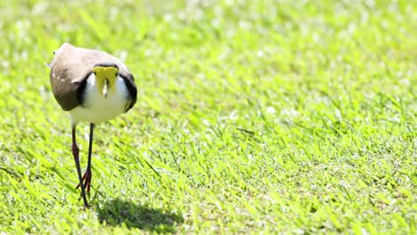 bird moves across the lawn, pecking at the ground.