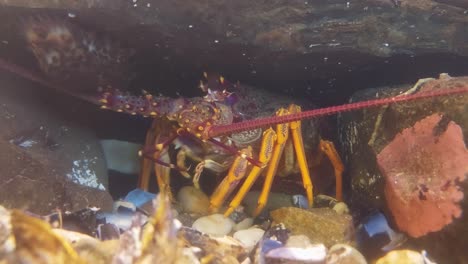 un cangrejo alimentándose bajo una roca. nueva zelanda