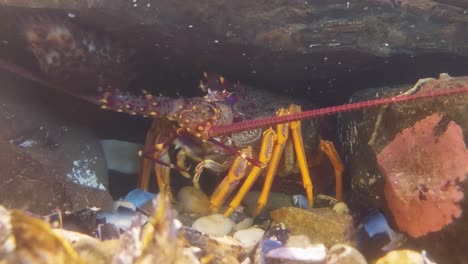 a crayfish feeding under a rock. new zealand