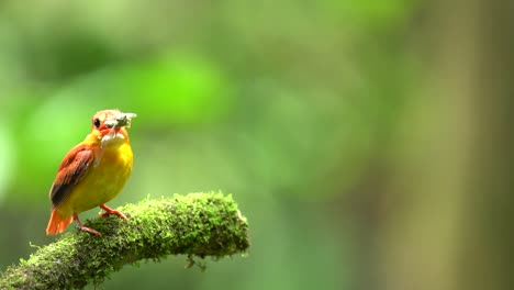 the common kingfisher , also known as the eurasian kingfisher and river kingfisher, is a small kingfisher