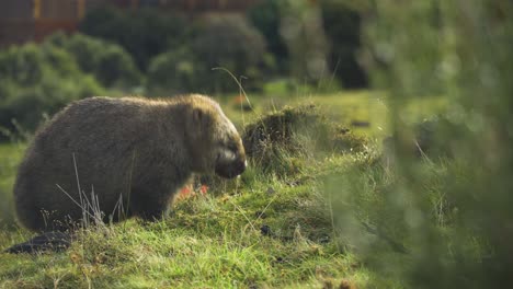 Close-up-shot-of-a-wombat-eating-grass-from-the-side