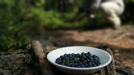 bowl of blueberries in forest, man picking wild berries in blurred background