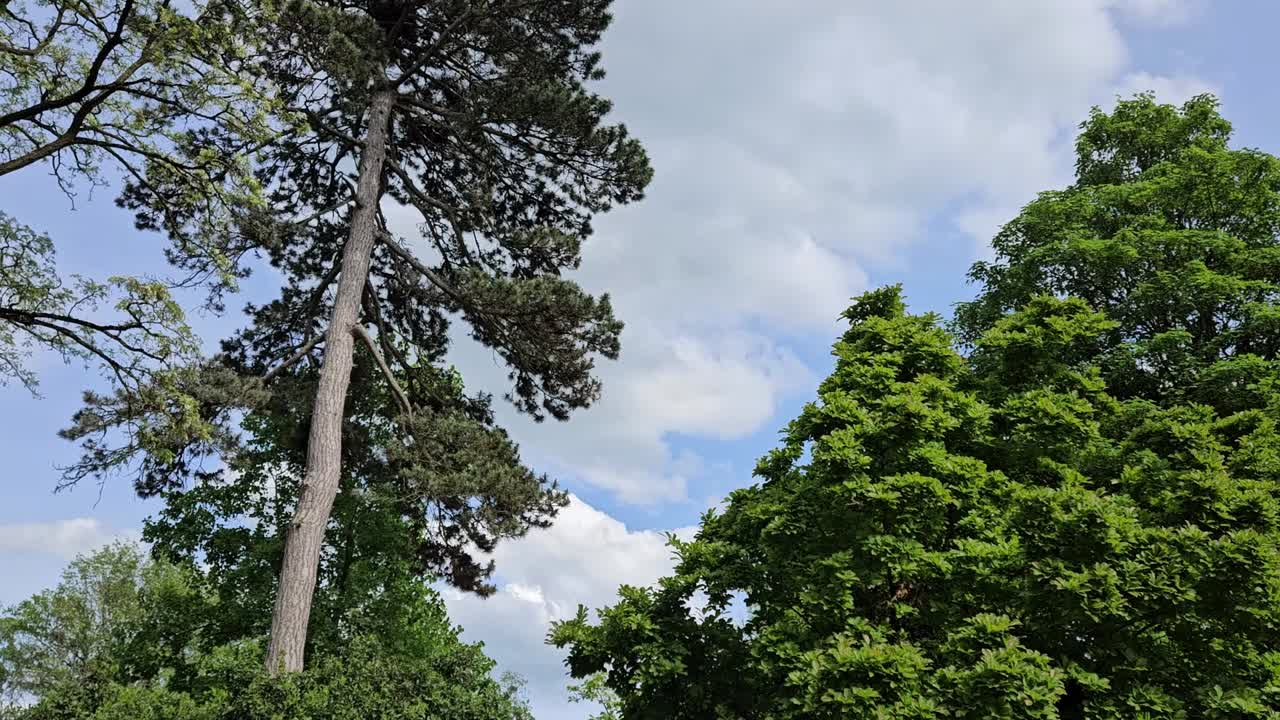 Static shot of blue sky with white clouds and tall trees