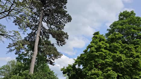 Static-shot-of-blue-sky-with-white-clouds-and-tall-trees