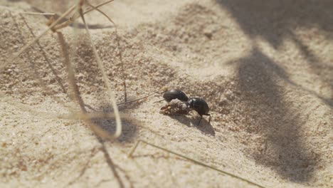 beetles eating poop on sand