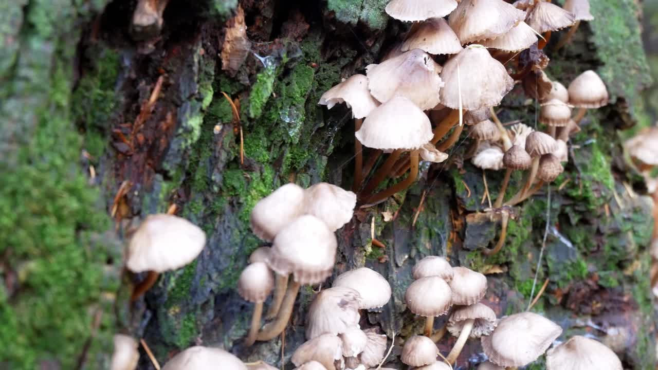bosque de otoño el crecimiento de hongos en bosques cariados tronco de árbol cubierto de musgo cerrar a la derecha dolly