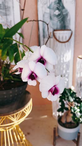hermosas orquídeas blancas en una acogedora decoración del hogar