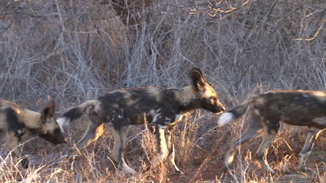 Three-African-Wild-dogs-walking-left-to-right-through-dry-grassland-in-evening-light