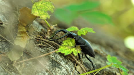 japanese stag beetle crawls on stone in a forest - closeup