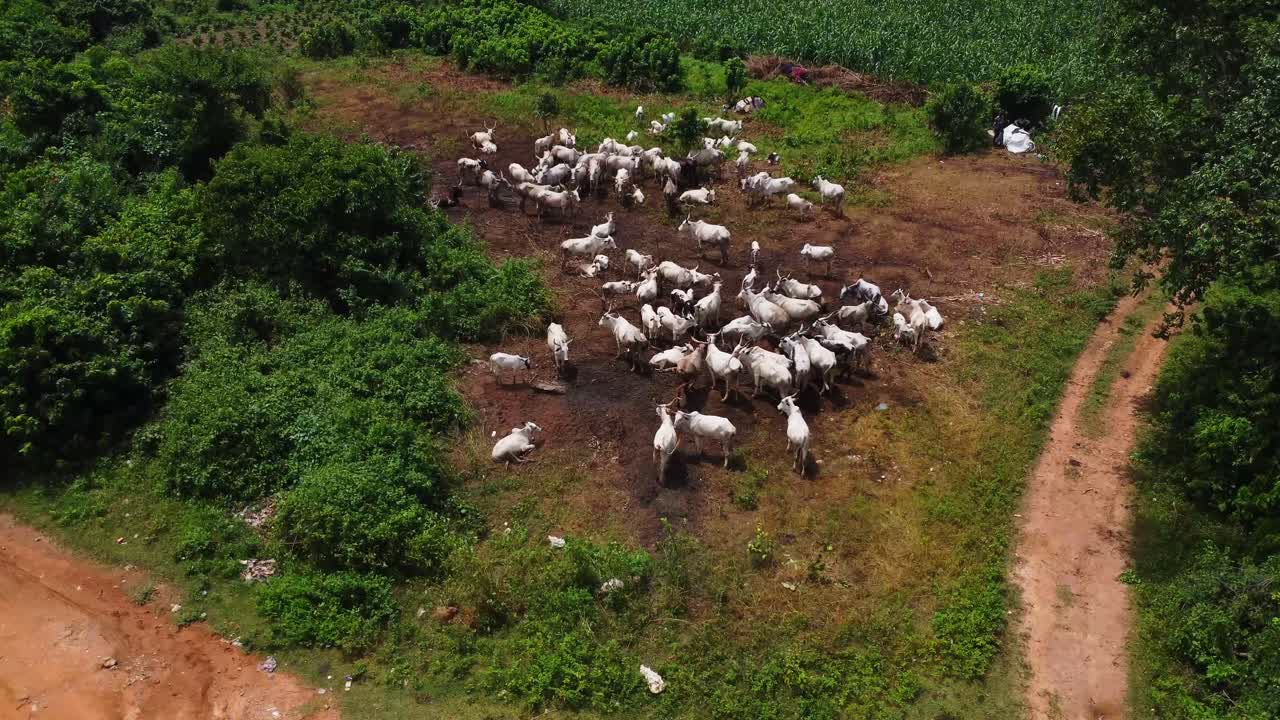 High angle view of a herd of cattle in a barren field while a shepherd is working in the background in rural Nigeria, Africa
