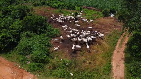 high angle view of a herd of cattle in a barren field while a shepherd is working in the background in rural nigeria, africa