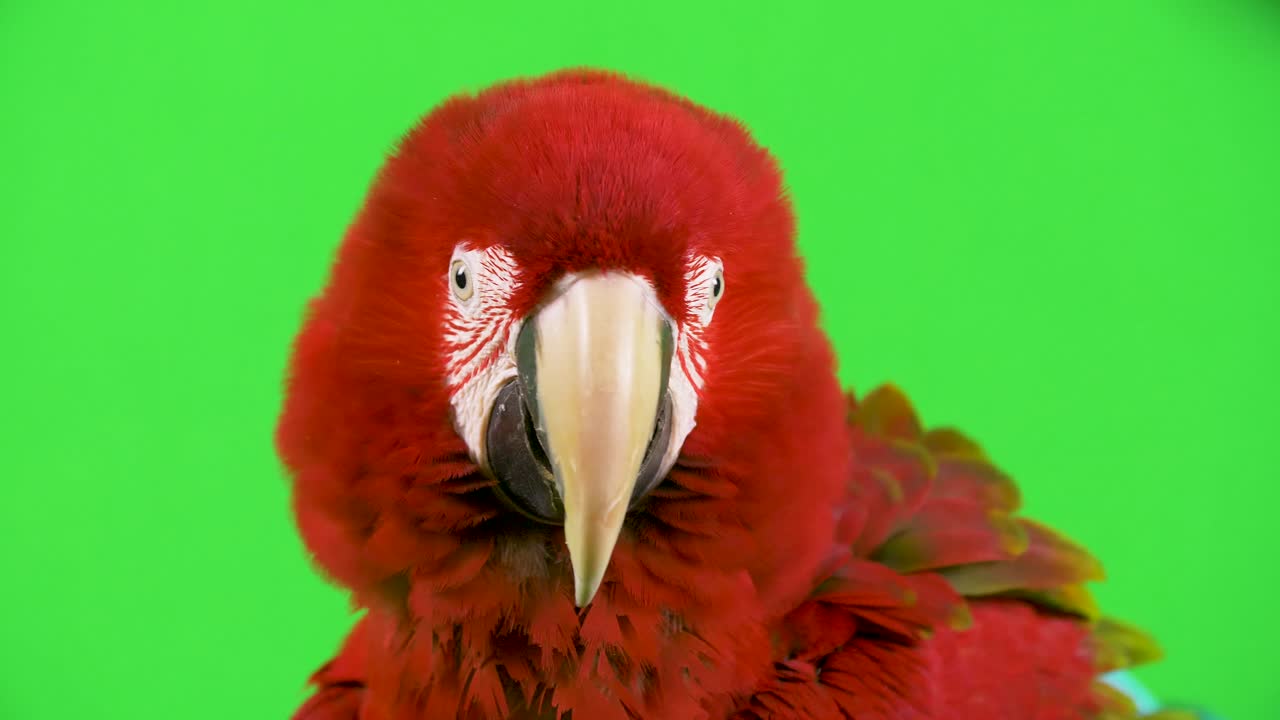 el loro guacamayo rojo con las plumas de la cabeza abultadas mira a la cámara y sacude la cabeza no, en desacuerdo