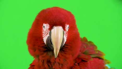 red macaw parrot with fluffed up head feathers looks at camera and shakes its head no, in disagreement