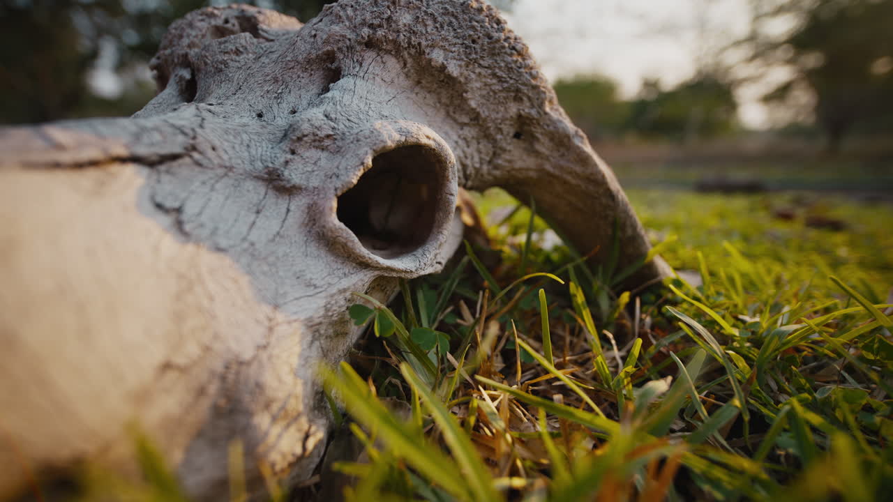 Primo piano di corna e teschio di bufalo giacenti nell'erba, resti di una carcassa morta. Vista cruda e dettagliata della natura selvaggia parte 01.