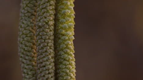 macro shot of three blossoms of a hazelnut