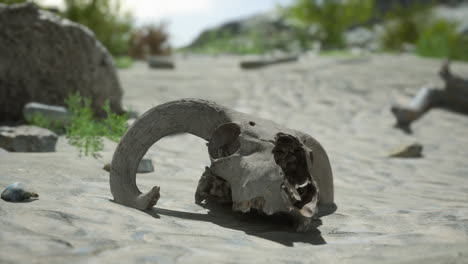 animal skull in a desert