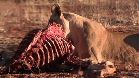 a lioness feeds on the remains of a large antelope