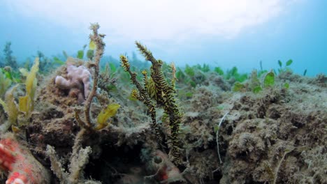 una pareja de peces de tubo fantasma adornados balanceándose en la corriente