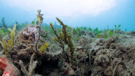 a mating pair of ornate ghost pipe fish swaying in the current