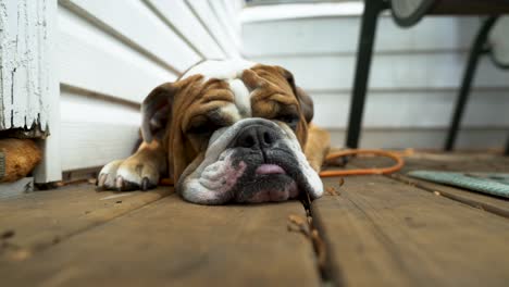 Nahaufnahme-Der-Schläfrigen-Englischen-Bulldogge,-Entzückender-Hund,-Der-Sich-Hinlegt