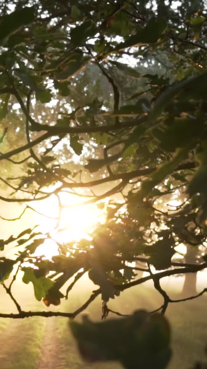 восход солнца в туманном лесу