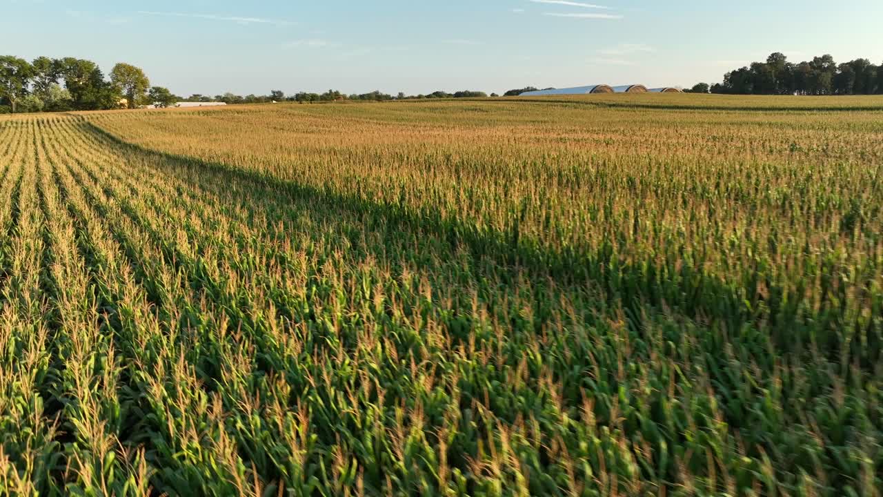 campo de maíz en burbuja durante finales del verano