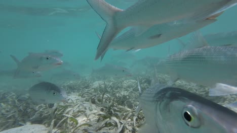 Grätenfische-Schwimmen-In-Der-Nähe-Der-Kamera-Im-Flachen-Wasser-Mit-Seegraswiese