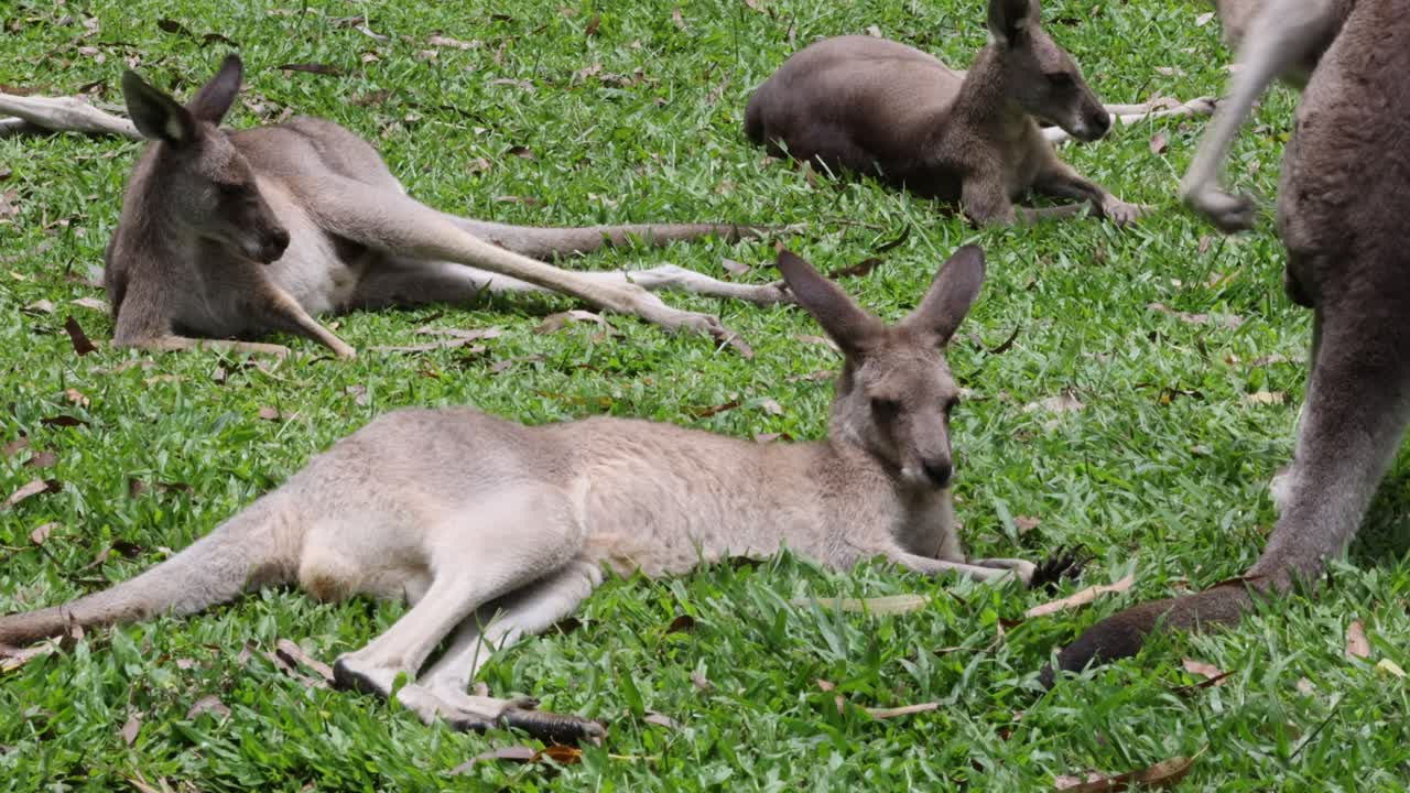 Mother kangaroo and joey interacting in grassy field